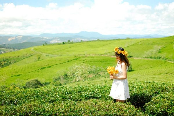 Cảnh đẹp đồi chè ở Đà Lạt