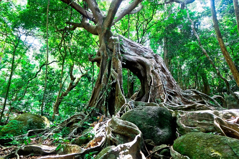 Top 10 địa điểm mới nhất ở Đà Nẵng 2020 nên ghé cay da co thu o nhat thuy lam trang tra - Top 10 địa điểm mới nhất ở Đà Nẵng 2020 nên ghé